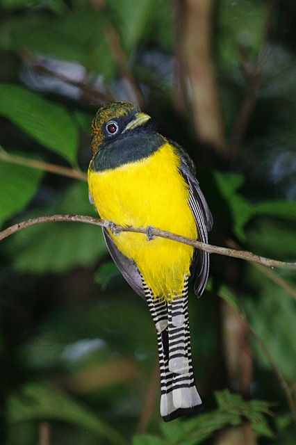 Trogon