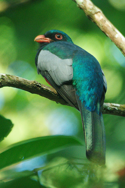 Slaty Tailed Trogon