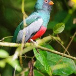 Slaty Tailed Trogon