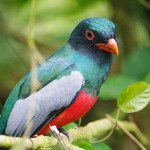 Slaty Tailed Trogon