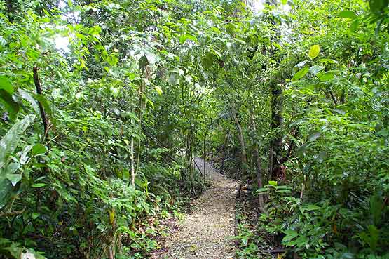 trogon trail