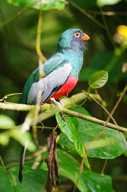 Slaty Tailed Trogon