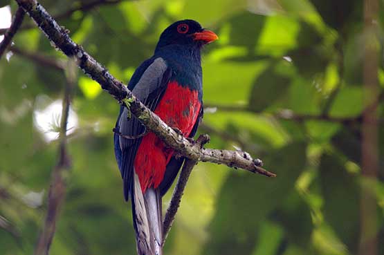 trogon