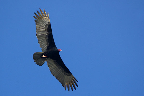 Turkey Vulture