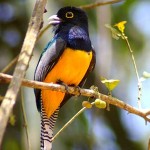 Violaceus Trogon