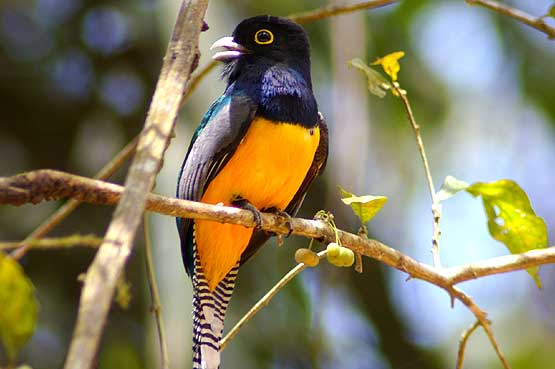 Violaceous Trogon