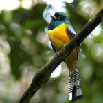 Black Throated Trogon