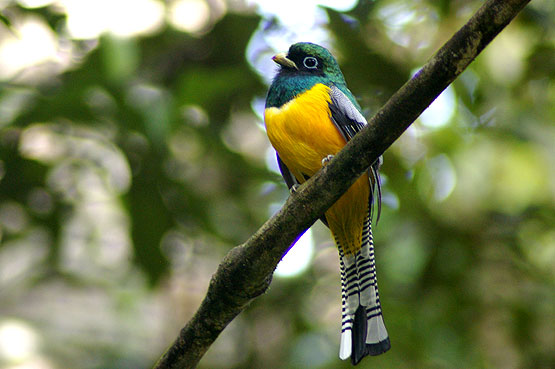 Black Throated Trogon
