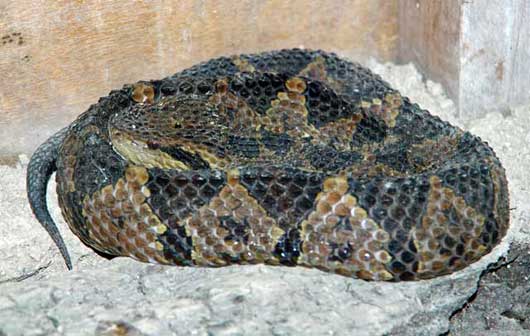 Viper - Poisonous