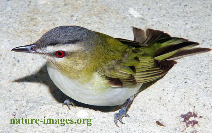 Red-eyed vireo