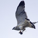 White Hawk