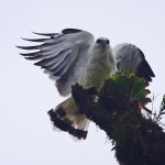 White Hawk
