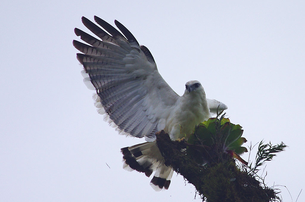 White Hawk