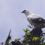 White Hawk