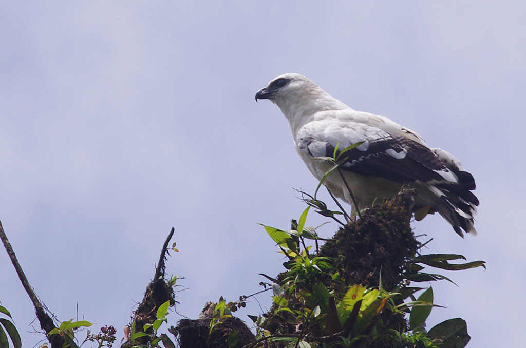 White Hawk