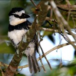 white-necked-puffbird