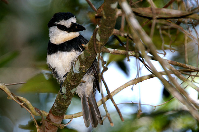 White Necked Puffbird