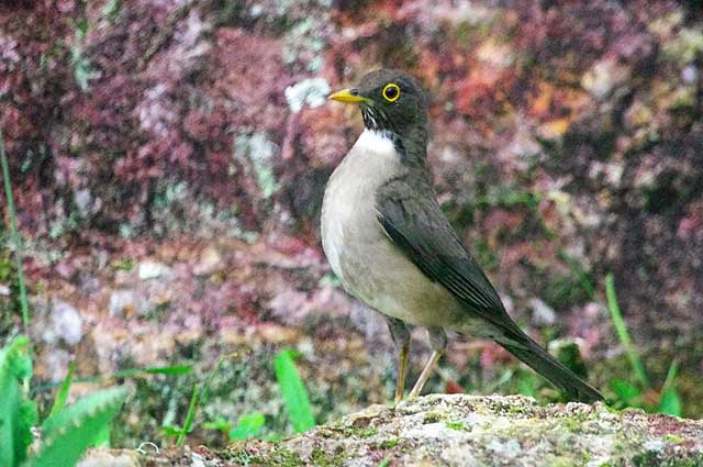 White Throated Trush