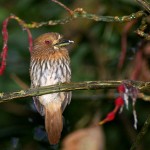 White Whiskered Puffbird