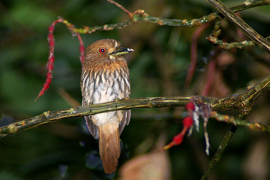 White Whiskered Puffbird