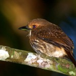 white-whiskered-puffbird