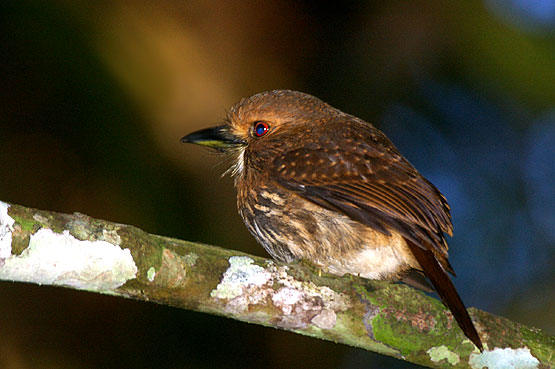 White Whiskered Puffbird