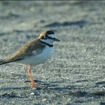 wilsons-plover