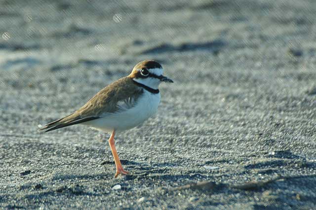 Wilsons Plover