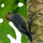 Red Crowned Woodpecker