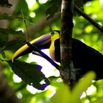Yellow Throated Toucan