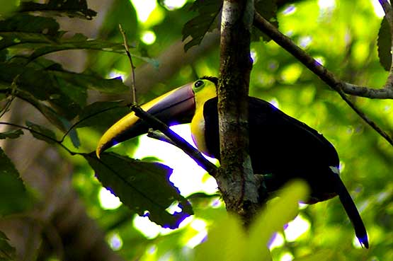 Chestnut-mandibled Toucan
