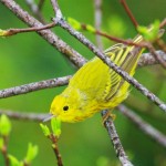 Yellow Warbler
