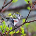 Chestnut Sided Warbler