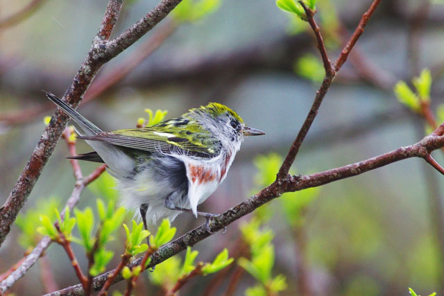 Chestnut Sided Warbler