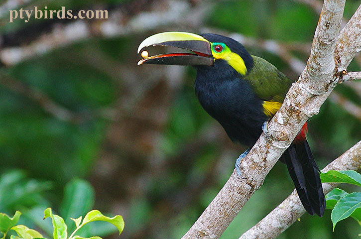 Yellow Eared Toucanet