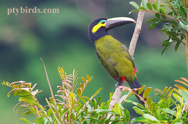 Yellow Eared Toucanet